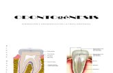 Odontogenesis 1