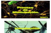 proceso de mielinizacion