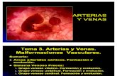 Arterias y Venas Embriologia II