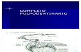 14- Histología - Pulpa