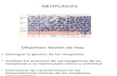 Clase 08 neoplasias