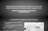 Enfermedades Infecciosas Reproductivas Del Macho