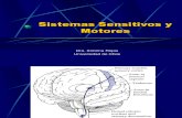 Anatomía IV - Sistemas sensitivos y motores