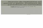 Huevos de Helmintos en Perros y Gatos; Profilaxis de Parasitosis en Rumiantes