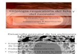 Fisiologia Respiratoria Del Feto y Del Neonato