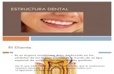 Estructura Dental
