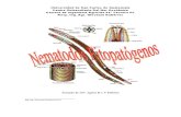 Nematodos Fitopatogenos 2011 PDF Avf