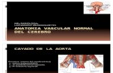 Anatomia Vascular Normal Del Cerebro Dra. Aracely