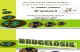BRUCELOSIS (2)-2 (1)