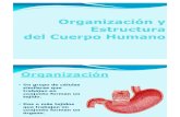 2 - Organización del Cuerpo Humano - copia