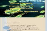 Anatomia de Los Protozoarios (2)