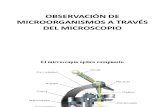 2.- OBSERVACIÓN DE MICROORGANISMOS A TRAVÉS DEL MICROSCOPIO (1)