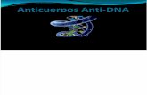 Anticuerpos Anti DNA