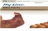 Hy Line Brown Ponedora Comercial