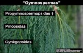 Evolucion Araucaria Gymnospermas I 2012 Teo