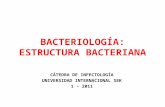 Estructura Bacteriana (3)