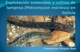 Explotación sostenible y cultivo de lamprea en Galicia