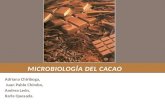 Microbiología del cacao