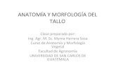 Anatomia y Morfologia Vegetal Del Tallo