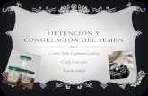 Obtencion y Congelacion Del Semen (Laura Vallejo, Cindy Gonzalez y Laura Cajamarca)