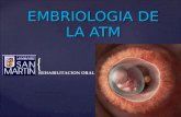 Embriologia de Atm