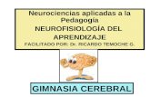 Neurociencias Ginnasiacerebral Aprendizaje 100824201057 Phpapp02