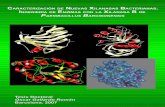 Caracterización de Nuevas Xilanasas Bacterianas. Ingenieria de Enzimas con la Xilanasa XynB de "Paenibacillus barcinonensis"