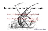 Introducción a la Entomología  Escuela de Biología Universidad de El Salvador . Por Ruben Sorto