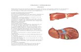 10.) Glándulas Anexas al Aparato Digestivo. Salivares, Hígado y Vías Biliares, Páncreas - Prof. Carlos Verdú