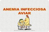 Anemia Infecciosa Aviar. Alejandra Afanador