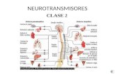 CLASE Nº 2 Neurotransmisores