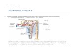 Taller  Sistema Renal de Anatomia