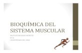 BIOQUÍMICA DEL SISTEMA MUSCULAR (1)