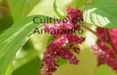 Cultivo de Amaranto