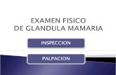 EXAMEN FISICO Glandula Mamaria
