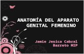 ANATOMÍA DEL APARATO GENITAL FEMENINO