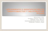 Aislamiento e Identificacion de Campylobacter y Helicobacter Pilory