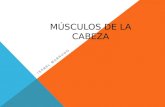 Musculos de La Cabeza - Isabel Marrugo