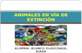 ANIMALES EN VÍA DE EXTINCIÓN