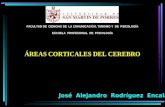 Areas Corticales