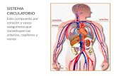 Sistema Circulatorio e Inervacion de Cabeza y Cuello