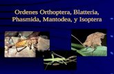 Chapter 20 Ordenes Orhthoptera, Blatteria, Phasmida, Mantodea