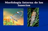 Chapter 17 Fisiología y Morfología Interna de los Insectos