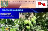 Cultivos Andinos Clase 17 Papaya de Altura