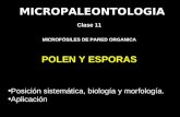 Micro Clase 11 Polen Esporas