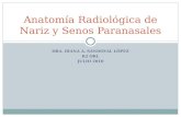 Anatomia Radiologica Nariz