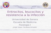 Eritrocitos, Leucocitos y