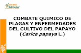 Combate Químico de Plagas y Enfermedades en Papaya