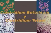 Clostridium Botulinum 3