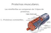 Proteínas musculares